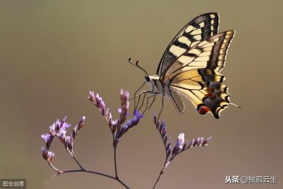 ​传说中的“蝴蝶效应”解析