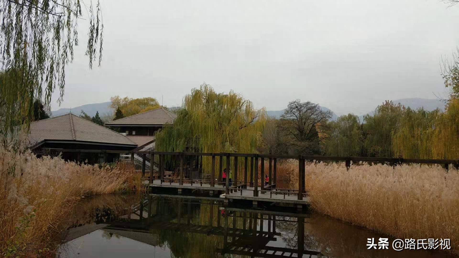 北京植物园，入冬风景，至情至善，如画人间