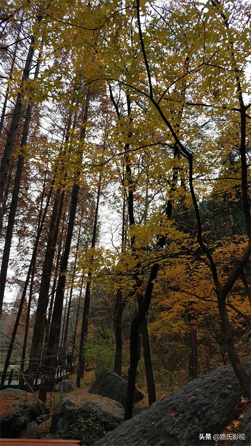 北京植物园，入冬风景，至情至善，如画人间