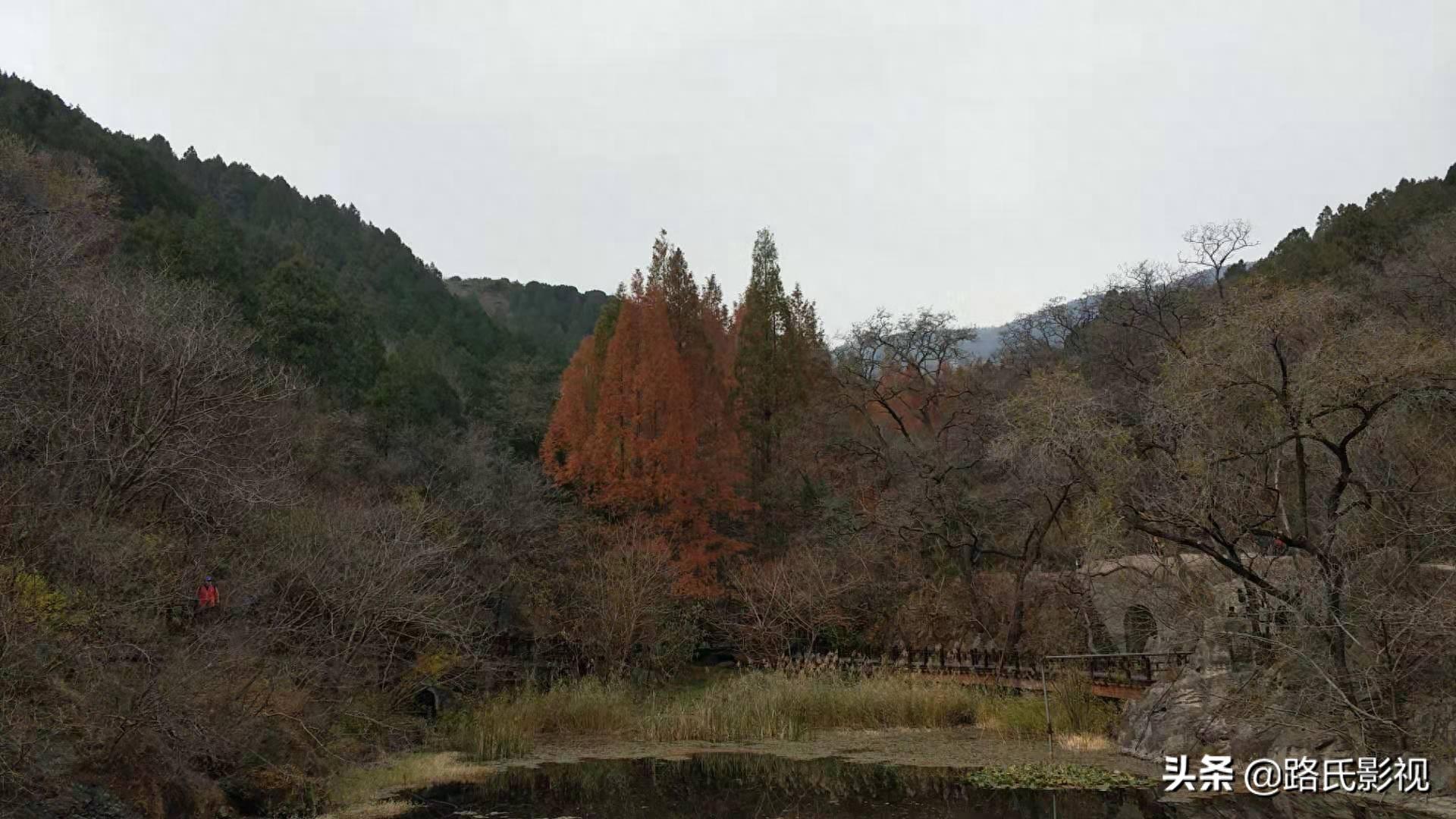 北京植物园，入冬风景，至情至善，如画人间