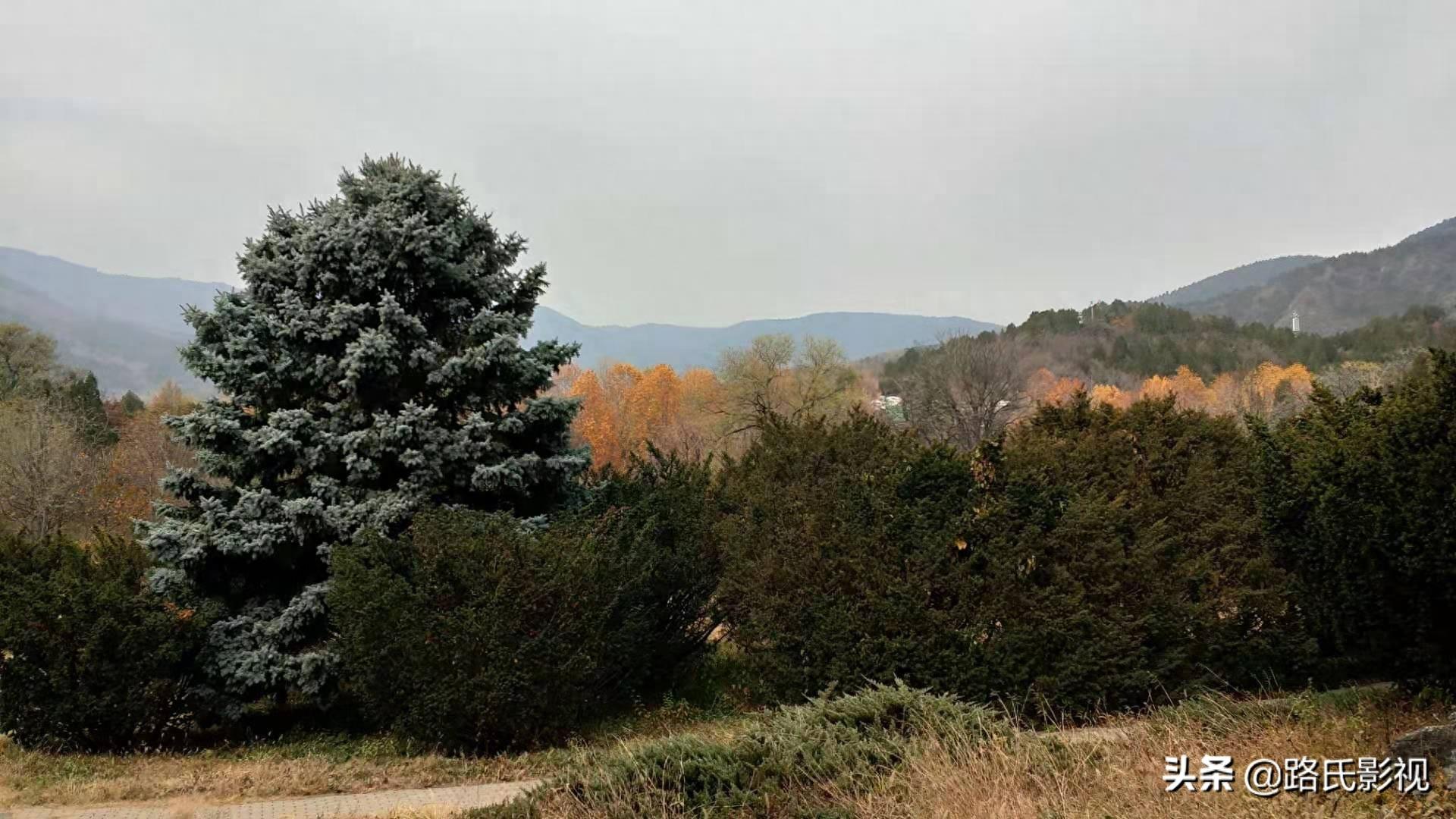 北京植物园，入冬风景，至情至善，如画人间