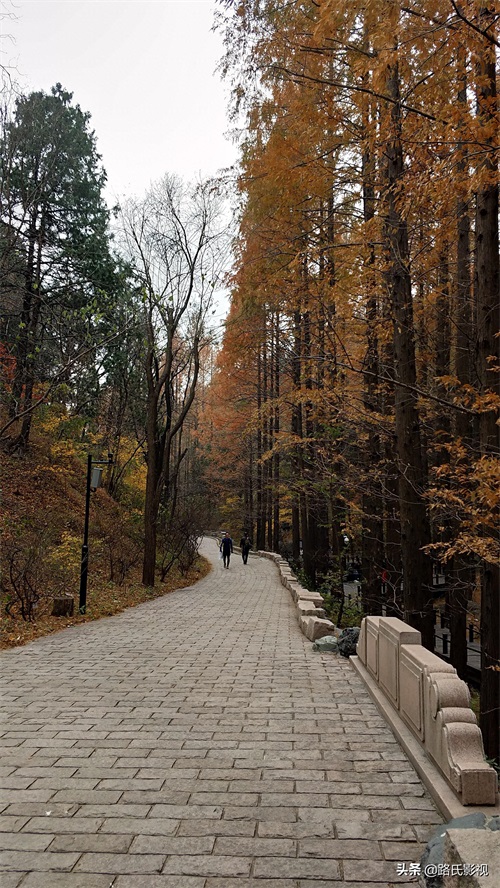 北京植物园，入冬风景，至情至善，如画人间