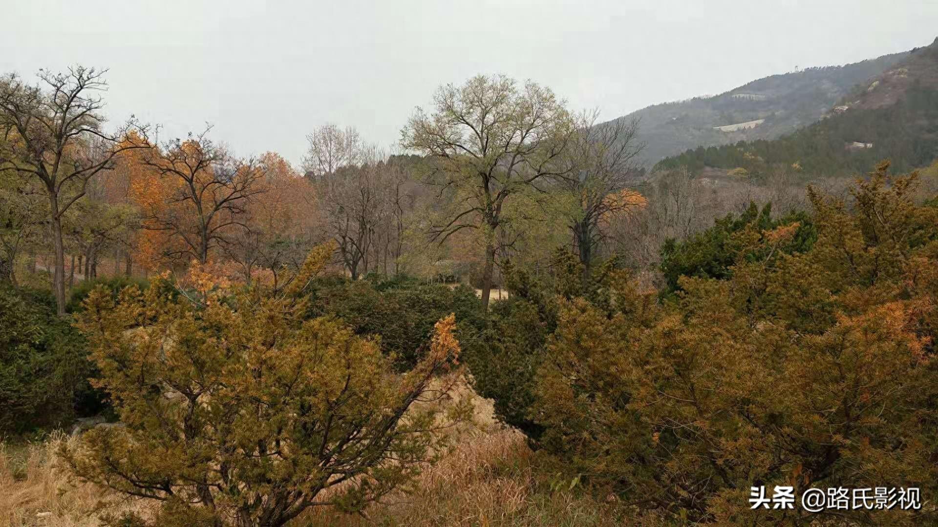 北京植物园，入冬风景，至情至善，如画人间